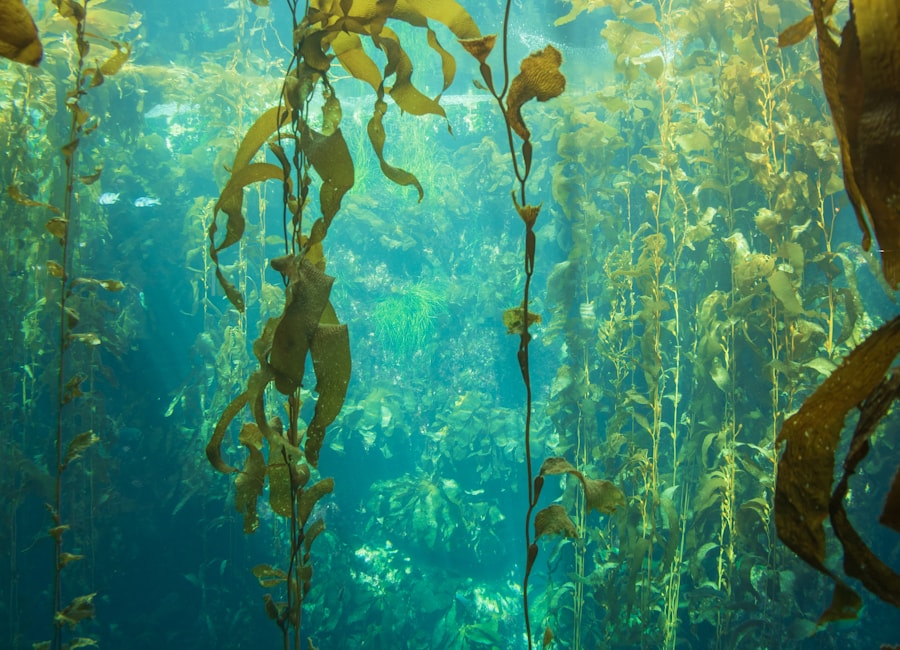 Why I Started Black Kelp: Business Without Bullshit